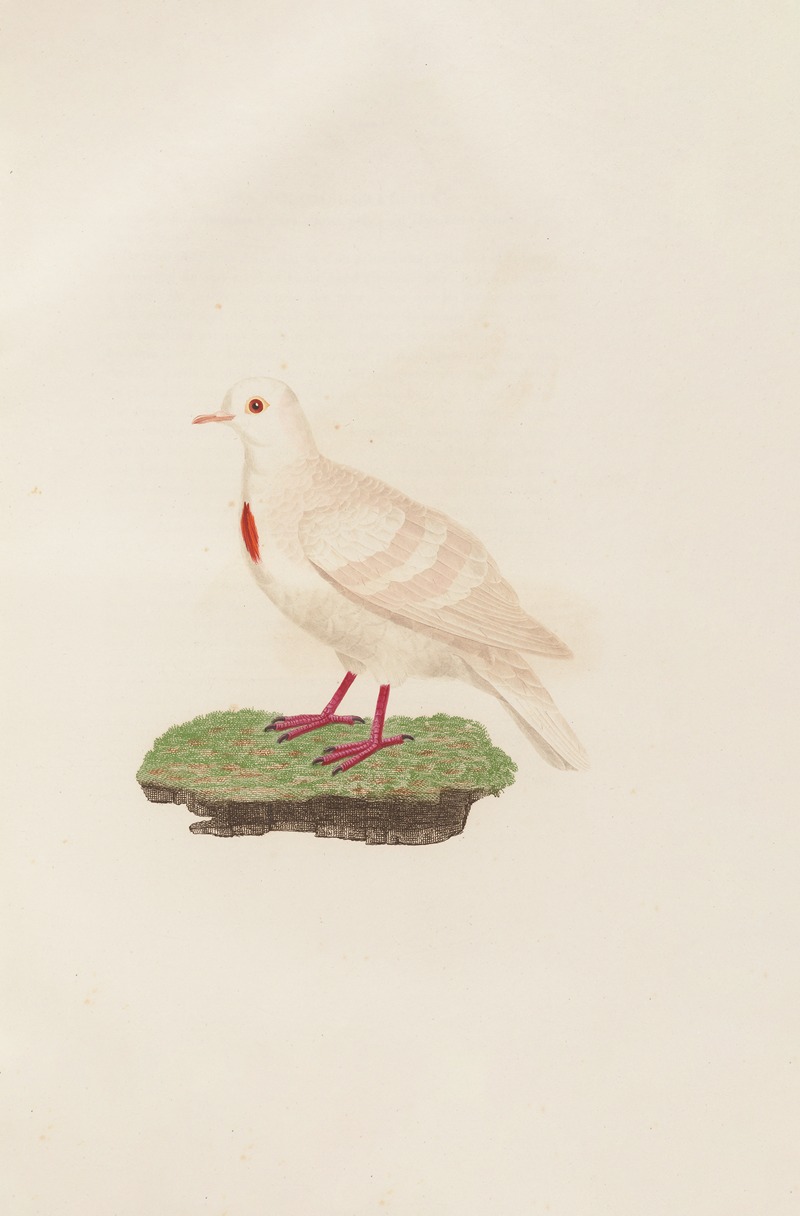 Coenraad Jacob Temminck - Les pigeons Pl.80