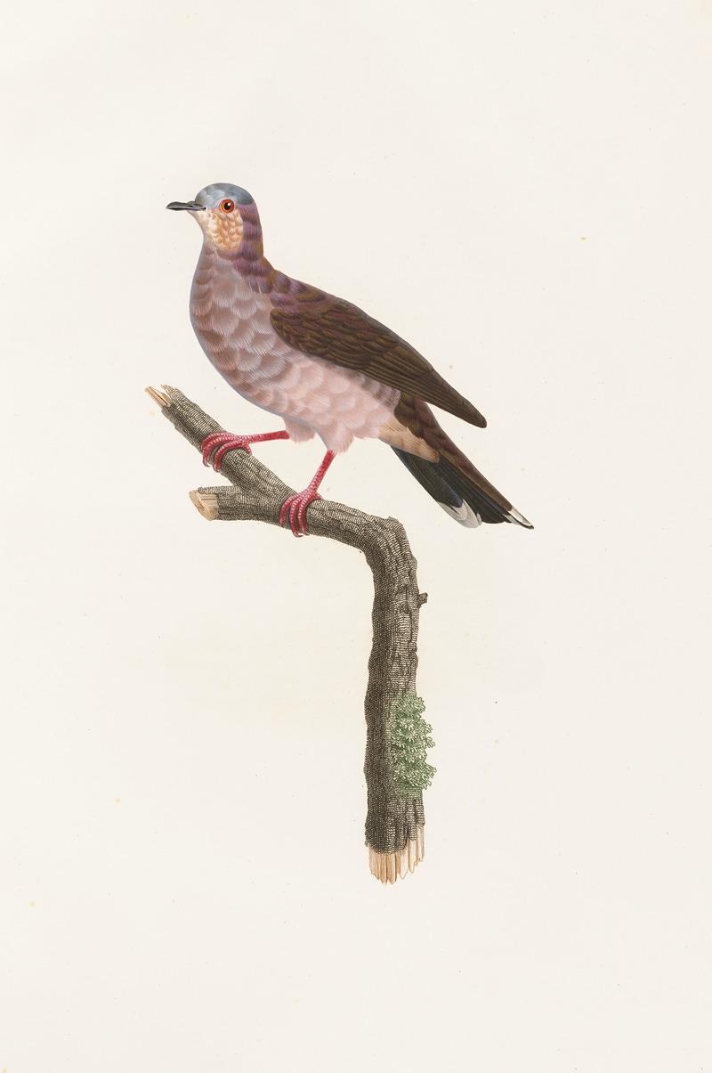 Coenraad Jacob Temminck - Les pigeons Pl.81