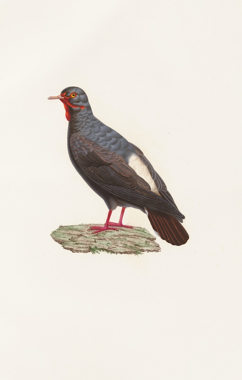 Coenraad Jacob Temminck - Les pigeons Pl.82