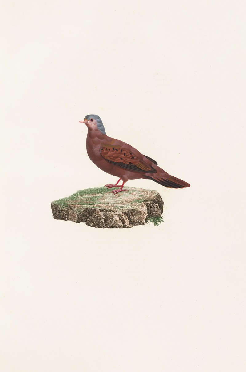 Coenraad Jacob Temminck - Les pigeons Pl.83