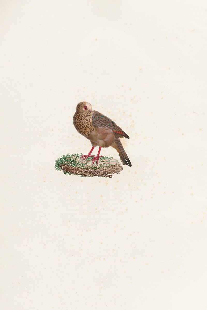 Coenraad Jacob Temminck - Les pigeons Pl.84