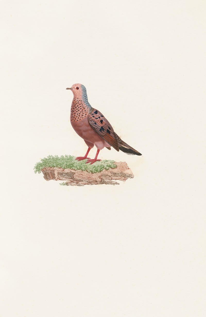 Coenraad Jacob Temminck - Les pigeons Pl.85
