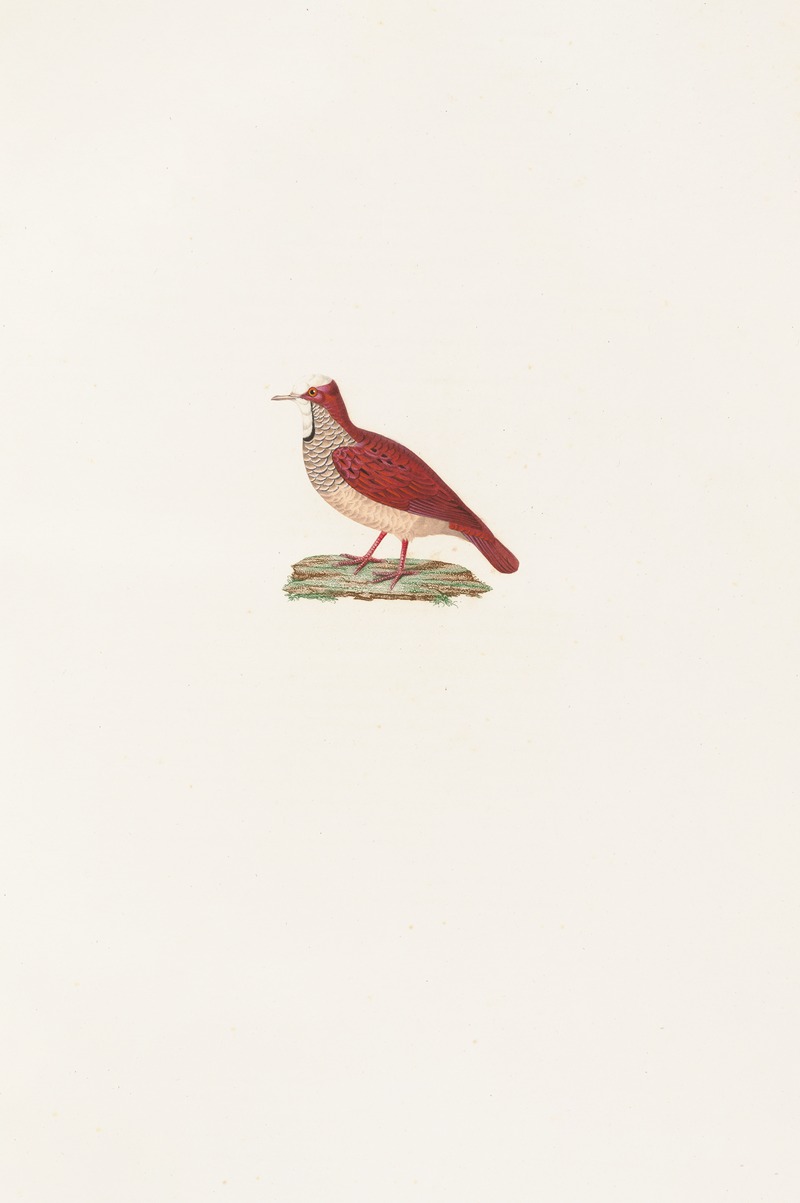 Coenraad Jacob Temminck - Les pigeons Pl.86