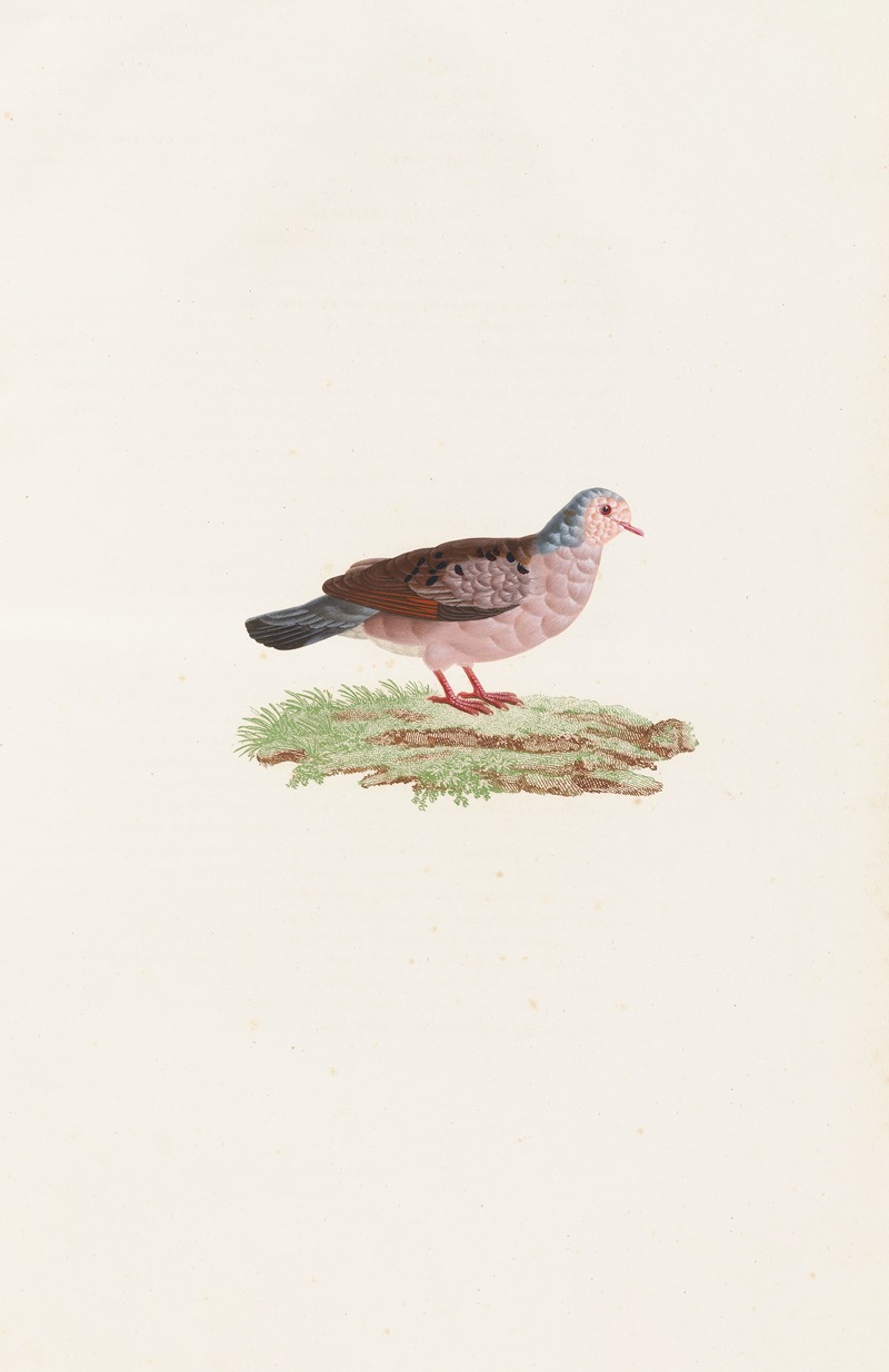 Coenraad Jacob Temminck - Les pigeons Pl.87