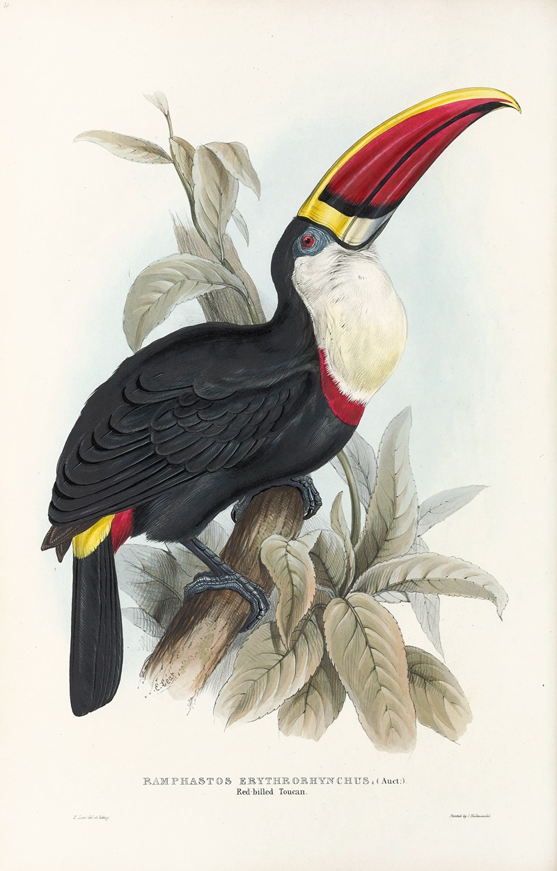 John Gould - A monograph of the Ramphastidae, or family of toucans Pl.03