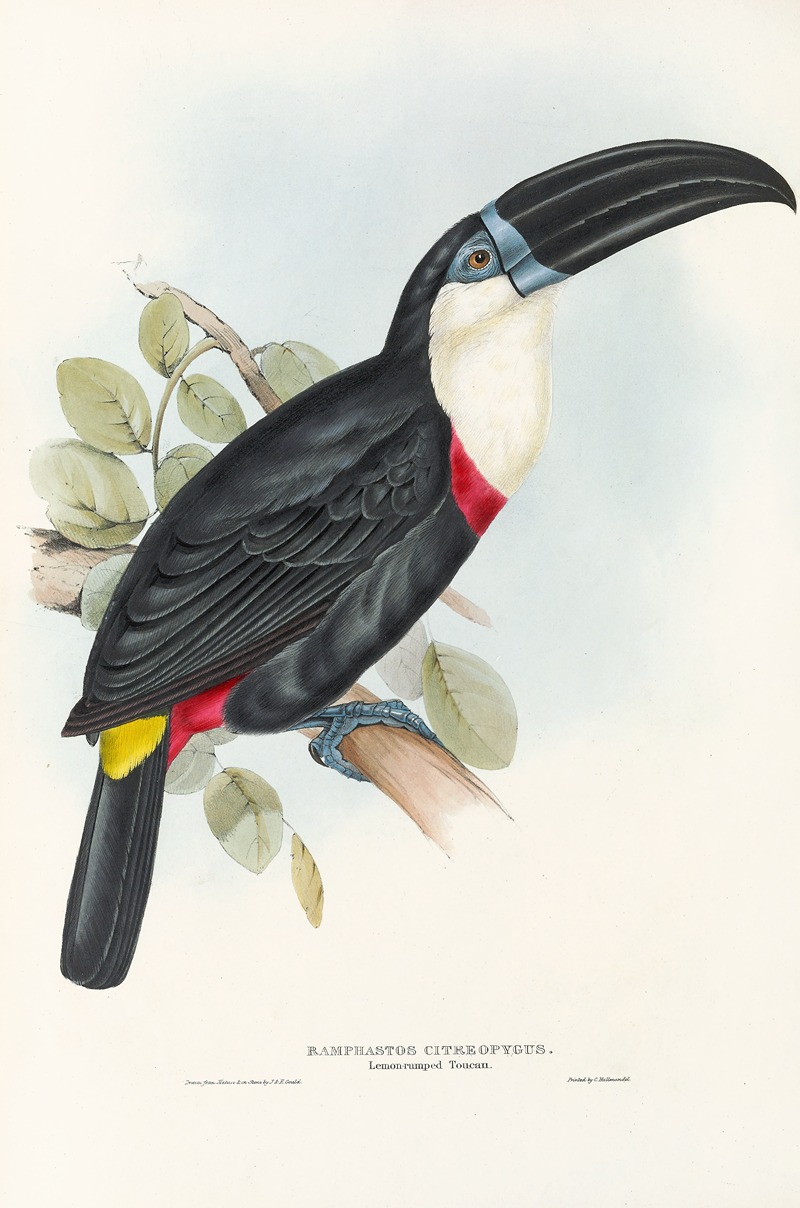 John Gould - A monograph of the Ramphastidae, or family of toucans Pl.04