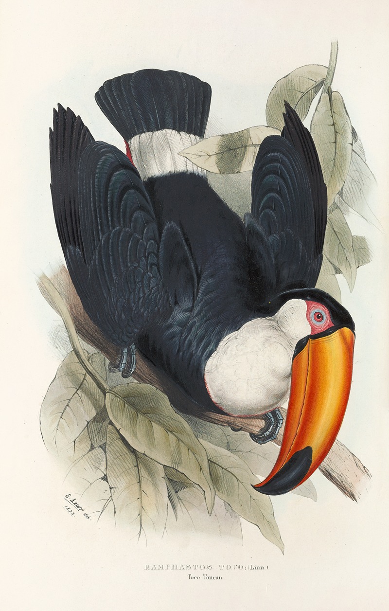 John Gould - A monograph of the Ramphastidae, or family of toucans Pl.06