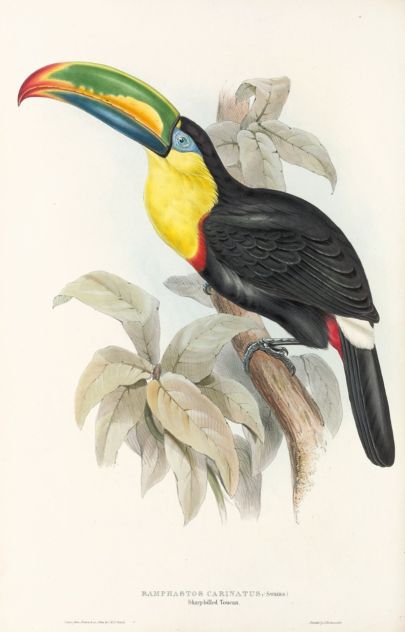 John Gould - A monograph of the Ramphastidae, or family of toucans Pl.07