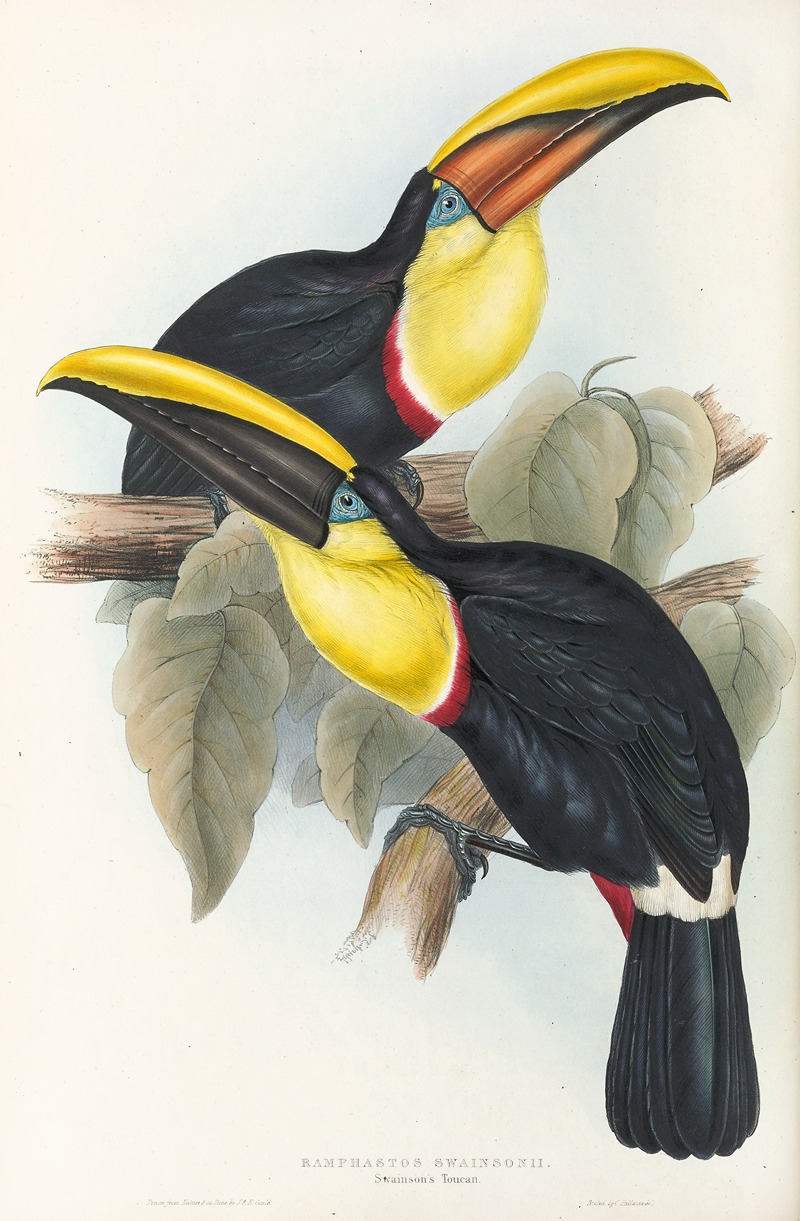 John Gould - A monograph of the Ramphastidae, or family of toucans Pl.08