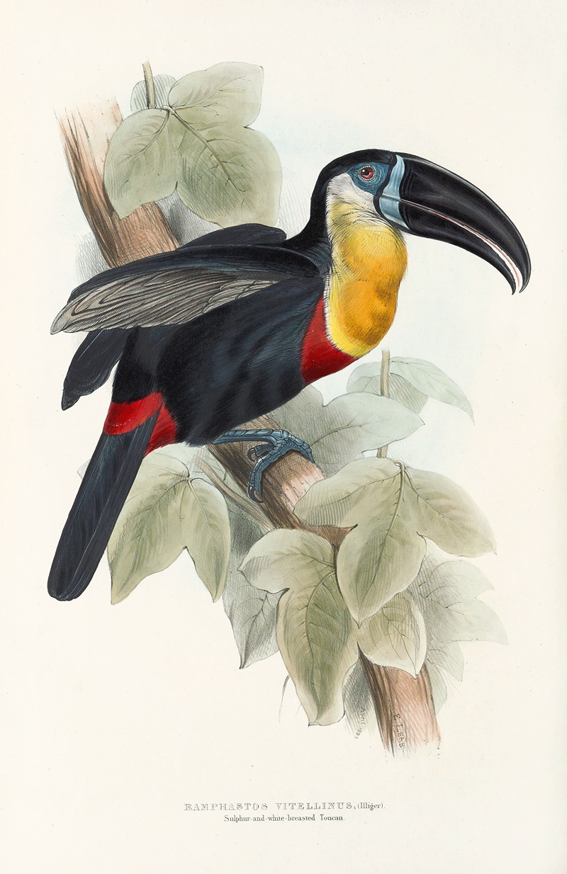 John Gould - A monograph of the Ramphastidae, or family of toucans Pl.09