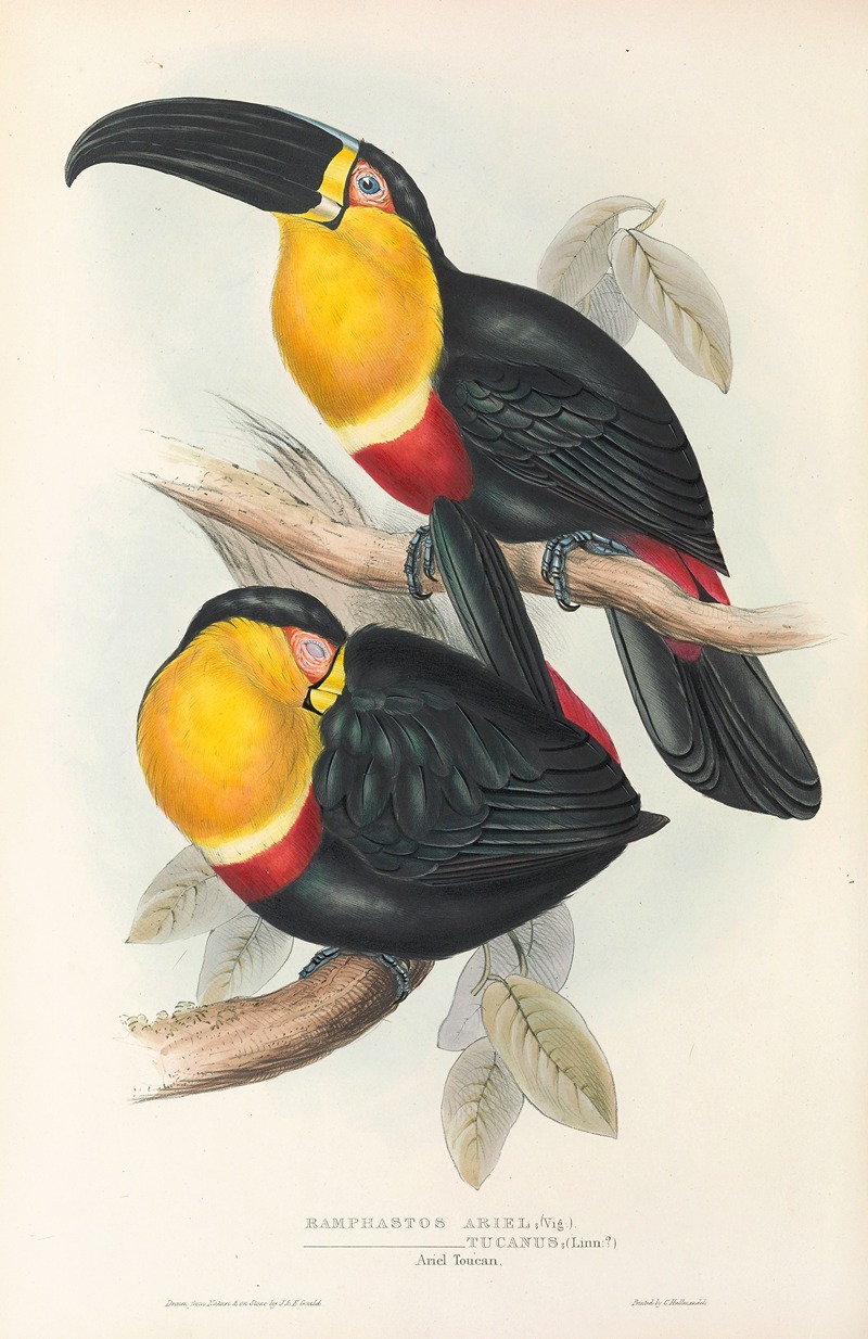 John Gould - A monograph of the Ramphastidae, or family of toucans Pl.10