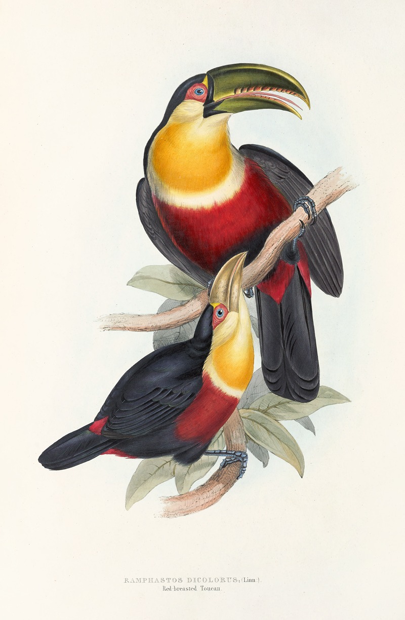 John Gould - A monograph of the Ramphastidae, or family of toucans Pl.11