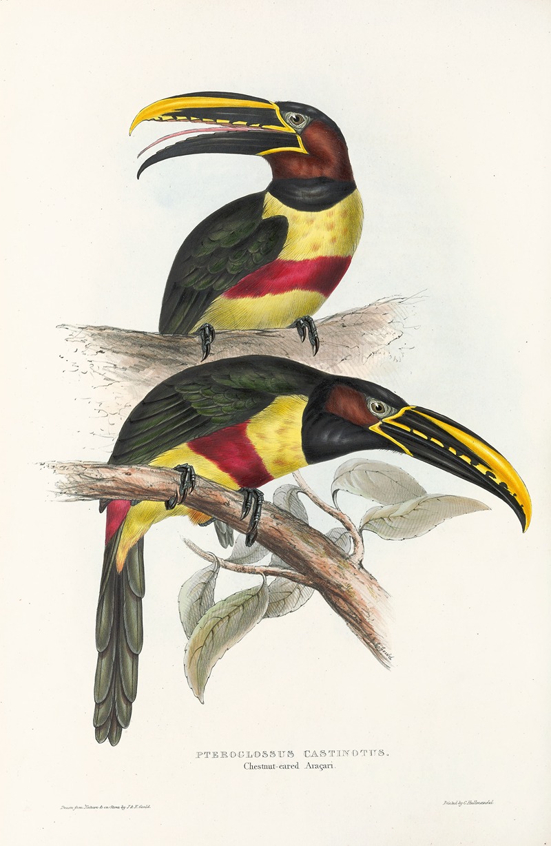 John Gould - A monograph of the Ramphastidae, or family of toucans Pl.13