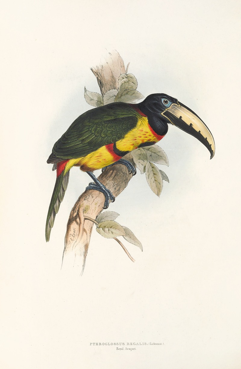 John Gould - A monograph of the Ramphastidae, or family of toucans Pl.14