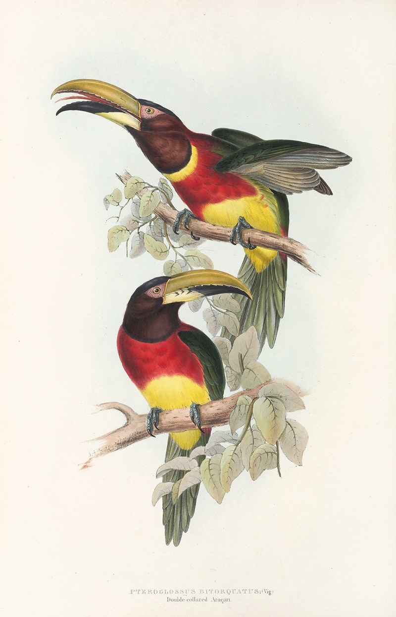 John Gould - A monograph of the Ramphastidae, or family of toucans Pl.16