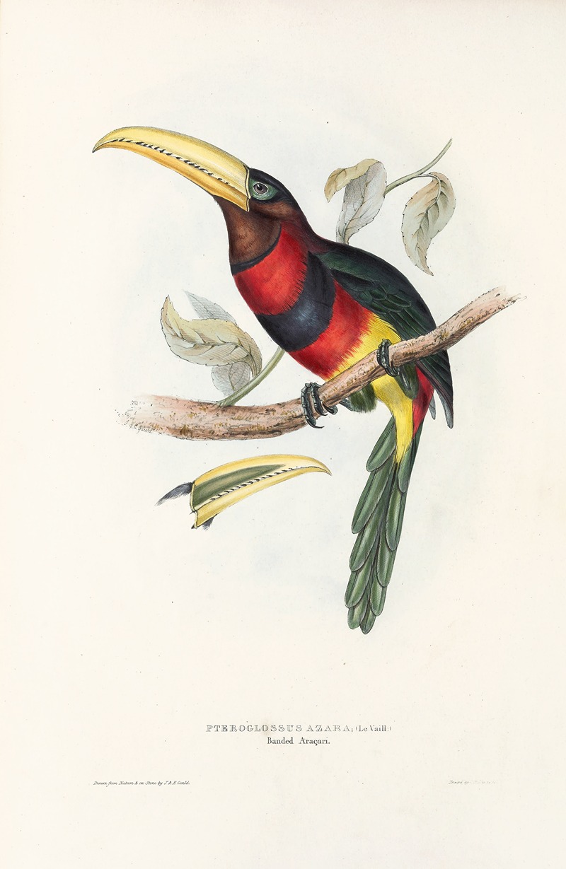 John Gould - A monograph of the Ramphastidae, or family of toucans Pl.17