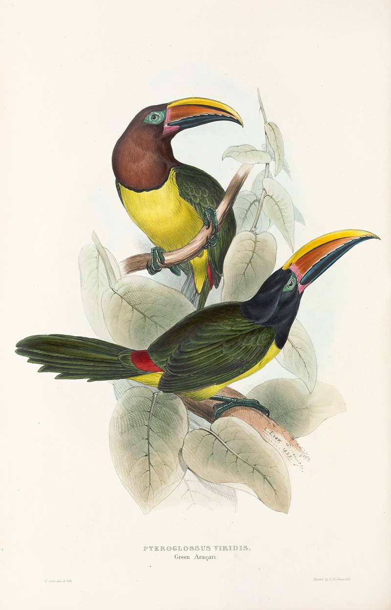 John Gould - A monograph of the Ramphastidae, or family of toucans Pl.18