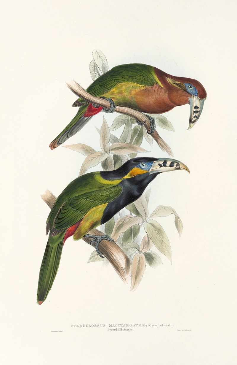 John Gould - A monograph of the Ramphastidae, or family of toucans Pl.21