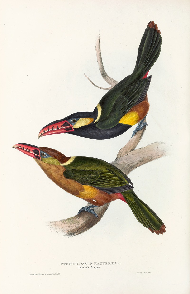John Gould - A monograph of the Ramphastidae, or family of toucans Pl.22
