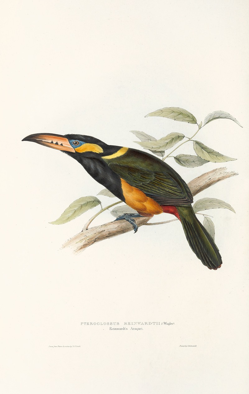John Gould - A monograph of the Ramphastidae, or family of toucans Pl.23
