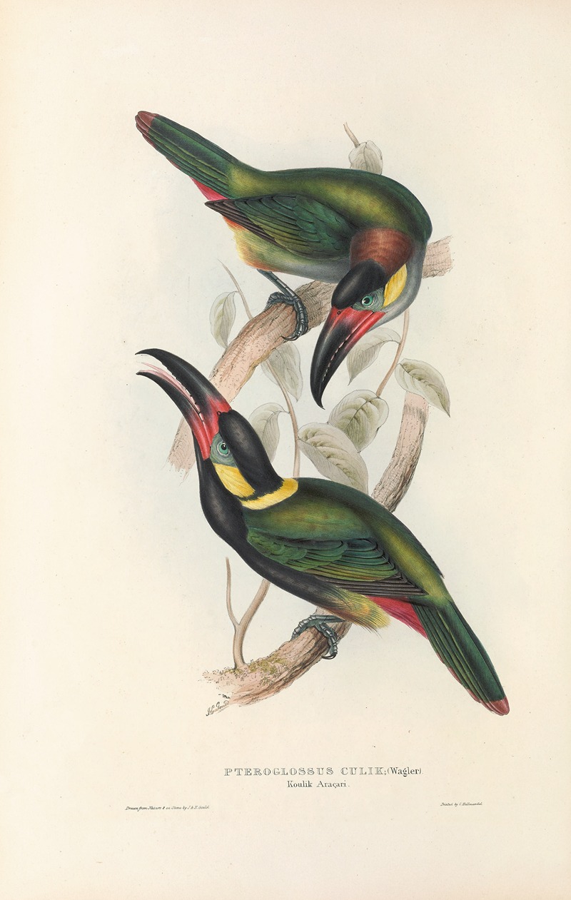 John Gould - A monograph of the Ramphastidae, or family of toucans Pl.24