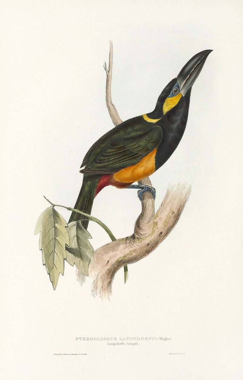 John Gould - A monograph of the Ramphastidae, or family of toucans Pl.25