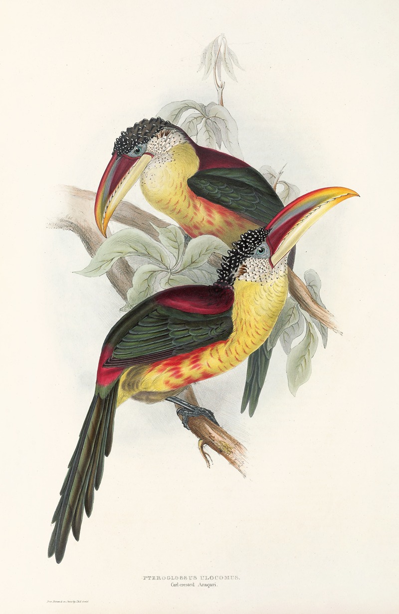 John Gould - A monograph of the Ramphastidae, or family of toucans Pl.26