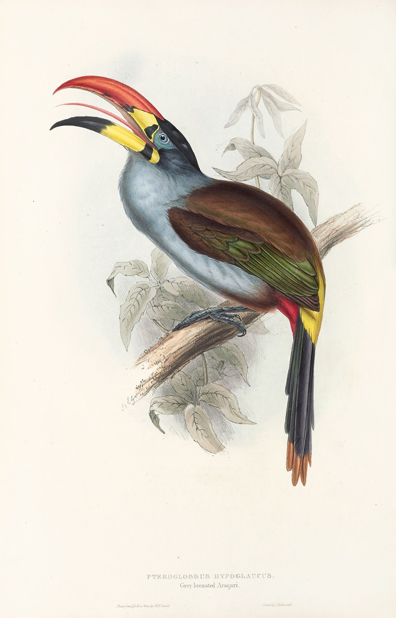 John Gould - A monograph of the Ramphastidae, or family of toucans Pl.27