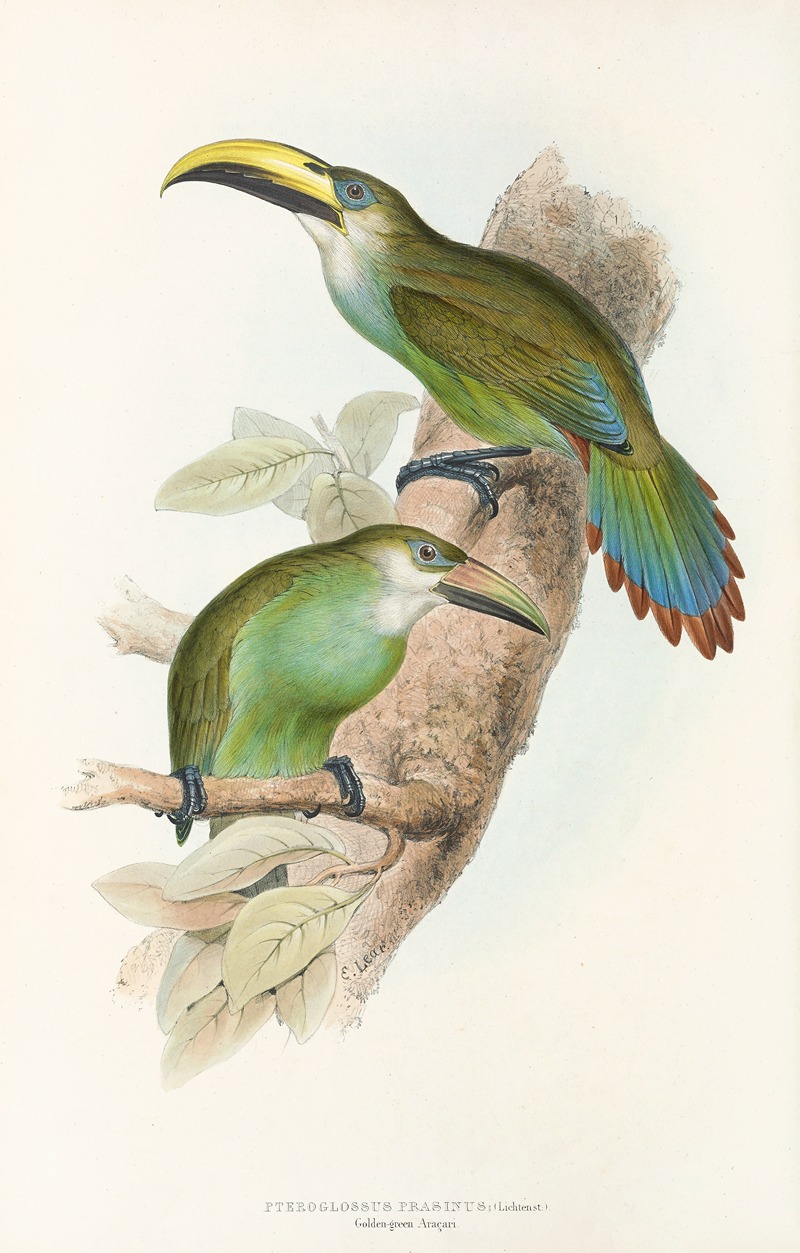 John Gould - A monograph of the Ramphastidae, or family of toucans Pl.29