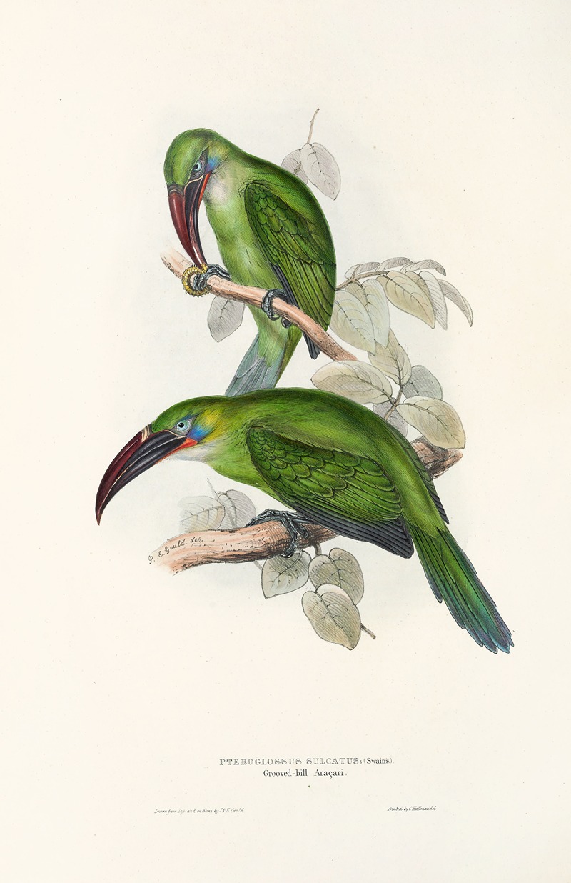 John Gould - A monograph of the Ramphastidae, or family of toucans Pl.31