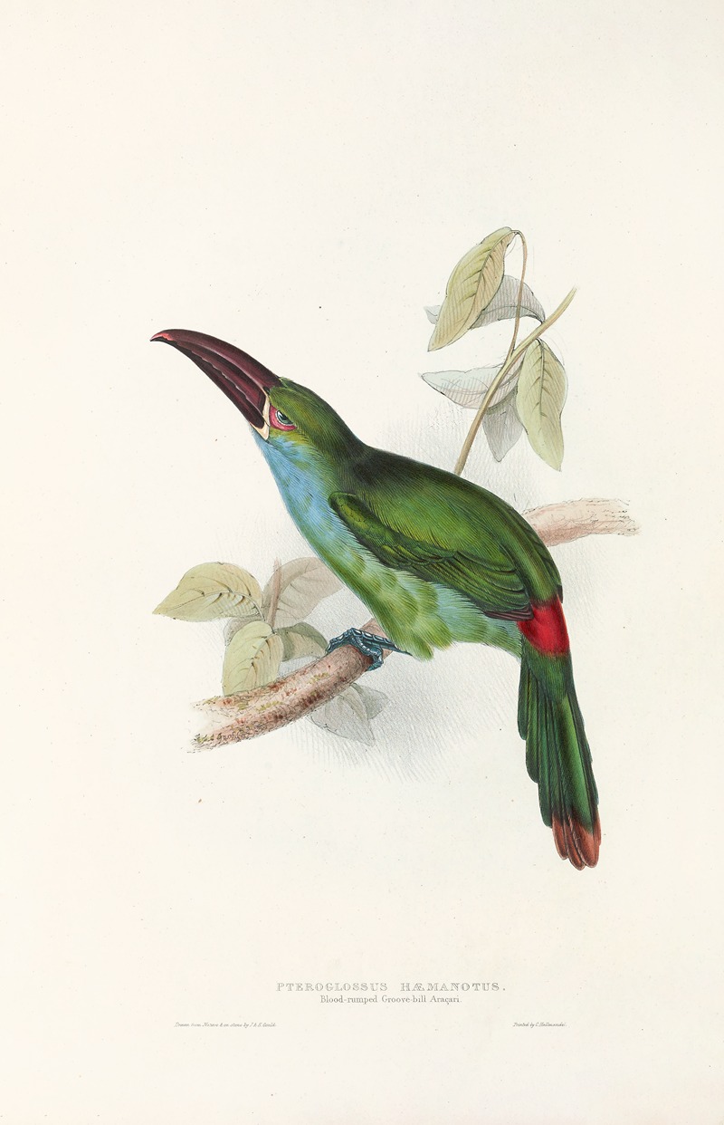 John Gould - A monograph of the Ramphastidae, or family of toucans Pl.33