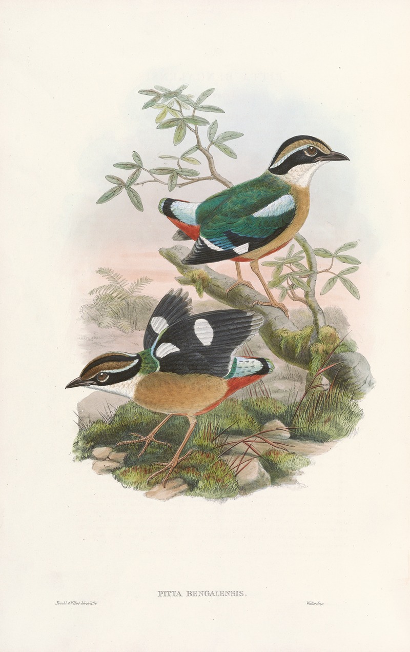 John Gould - Monograph of the Pittidae Pl.01