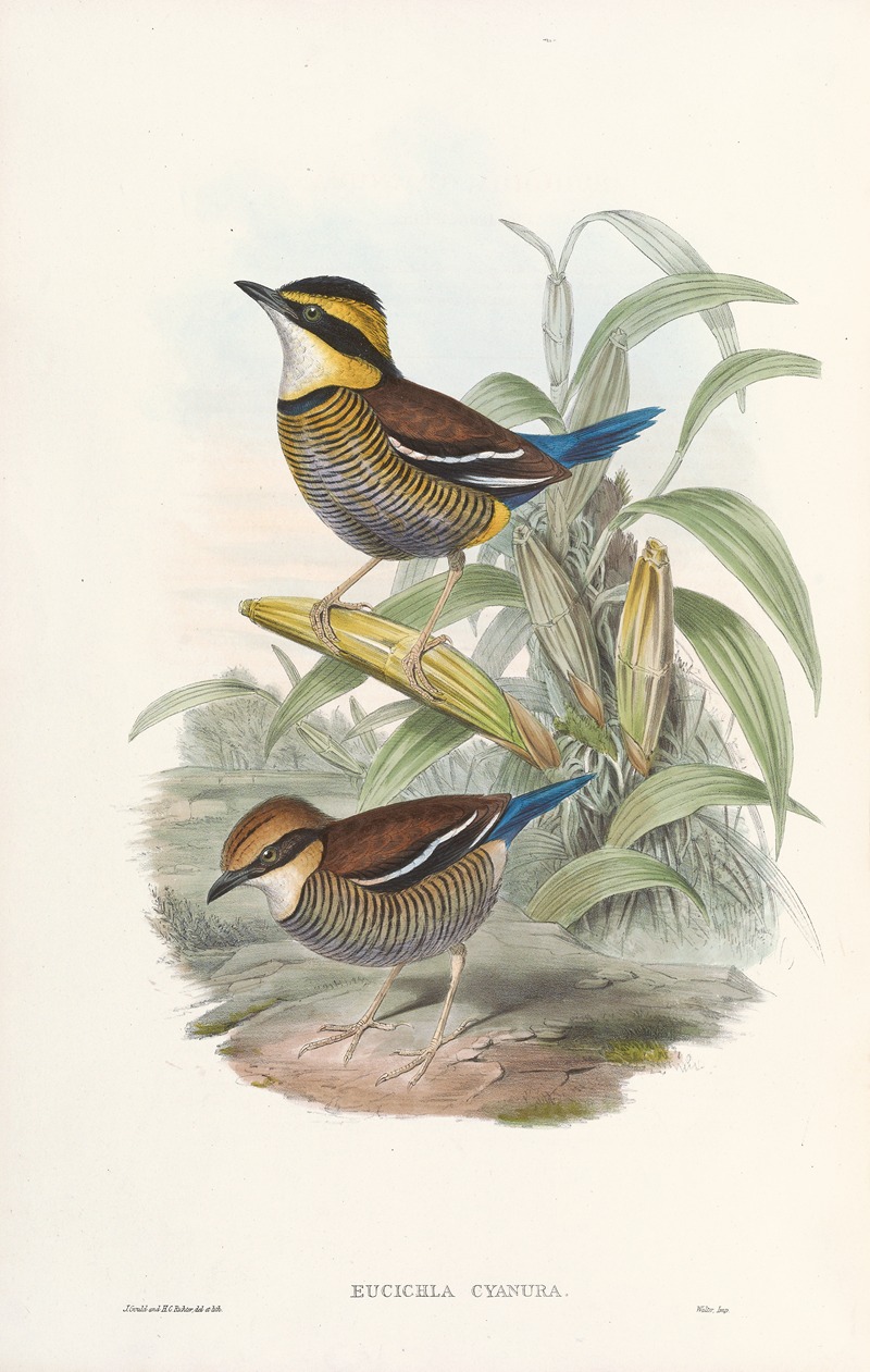 John Gould - Monograph of the Pittidae Pl.02