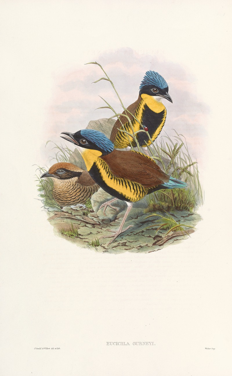John Gould - Monograph of the Pittidae Pl.05