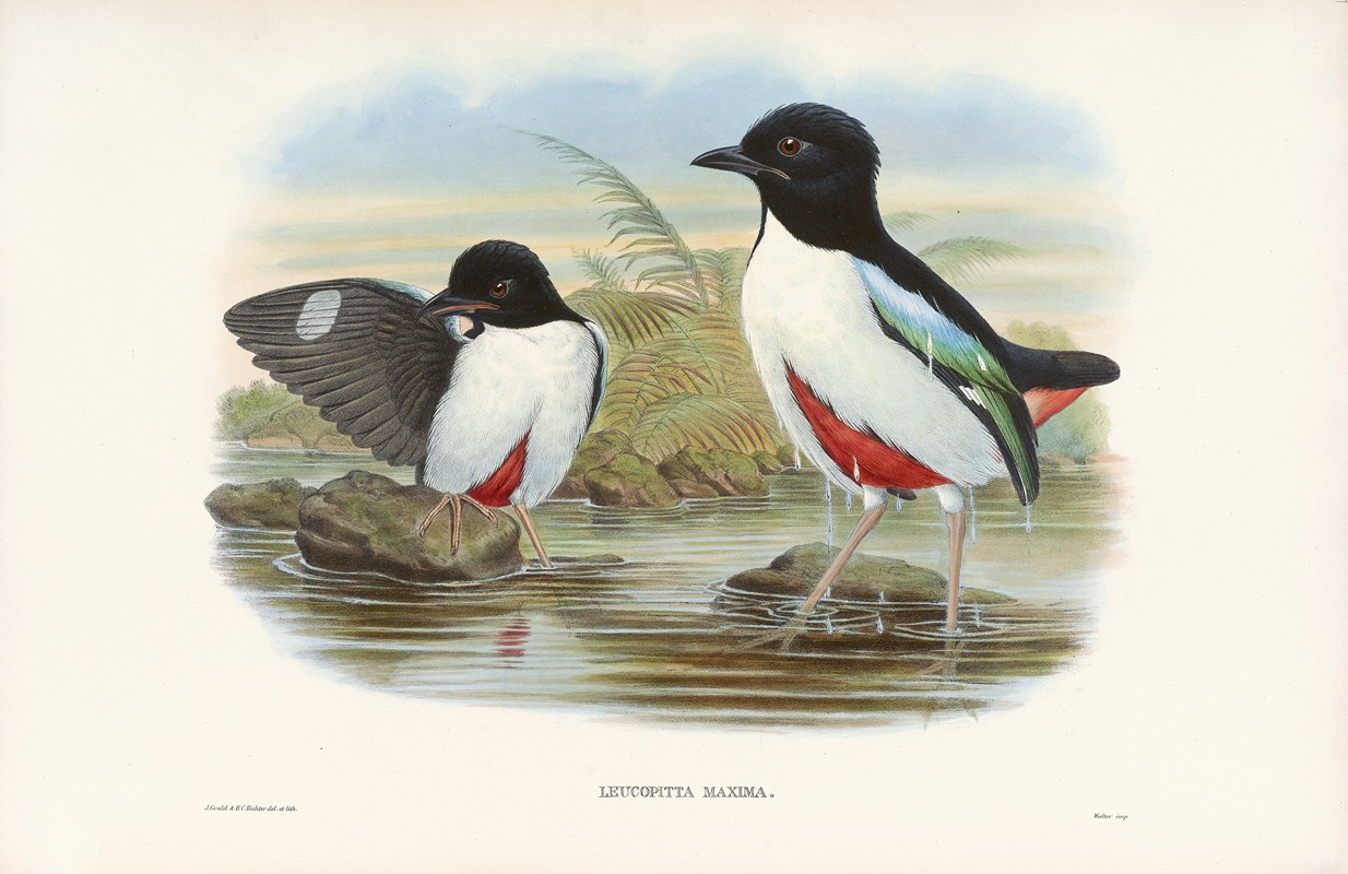 John Gould - Monograph of the Pittidae Pl.07