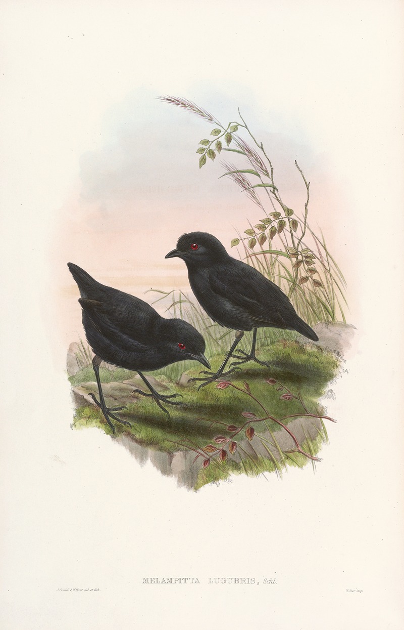 John Gould - Monograph of the Pittidae Pl.10