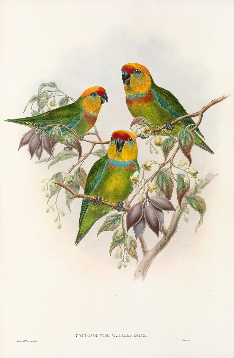 John Gould - The Birds of New Guinea and the adjacent Papuan islands Pl.01