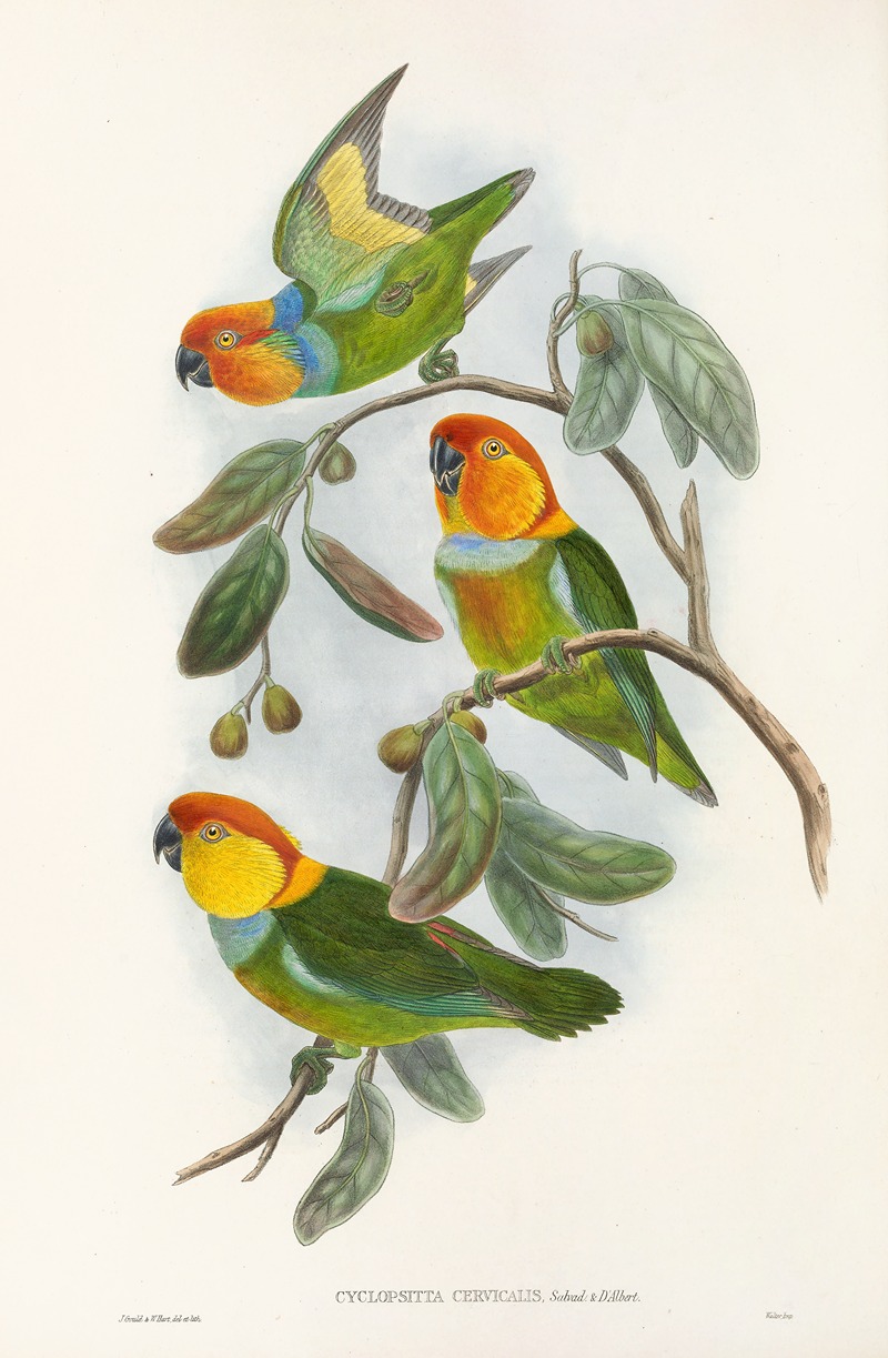 John Gould - The Birds of New Guinea and the adjacent Papuan islands Pl.02