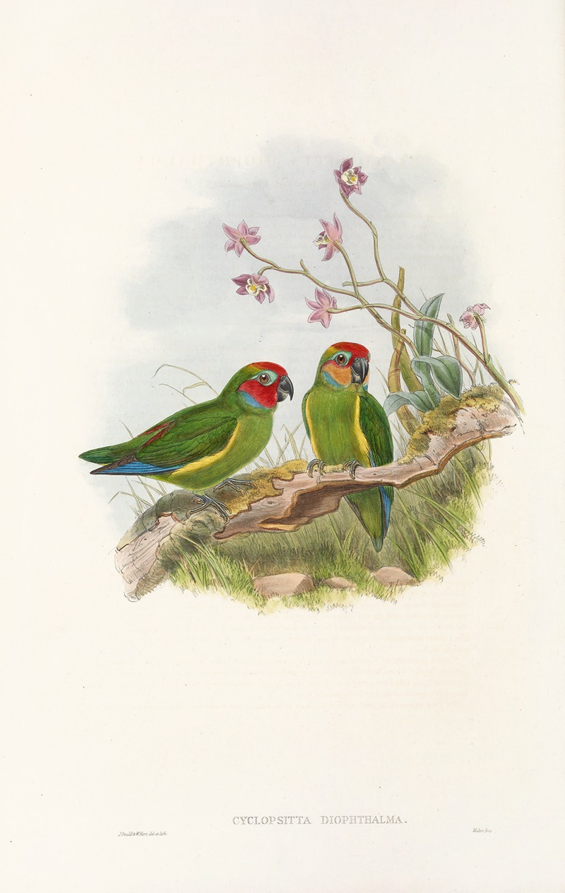 John Gould - The Birds of New Guinea and the adjacent Papuan islands Pl.03