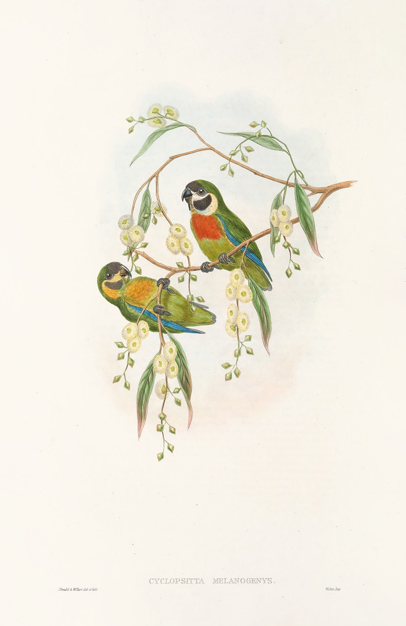 John Gould - The Birds of New Guinea and the adjacent Papuan islands Pl.06