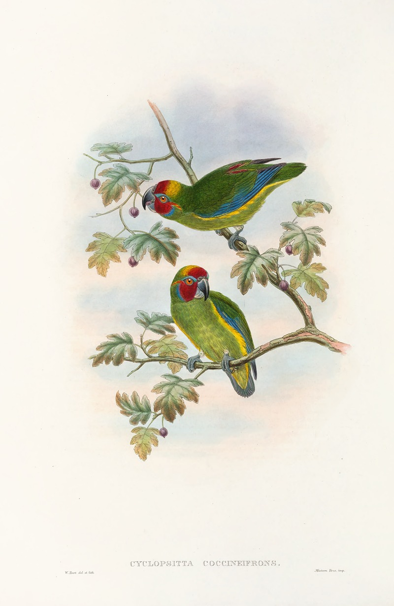 John Gould - The Birds of New Guinea and the adjacent Papuan islands Pl.08