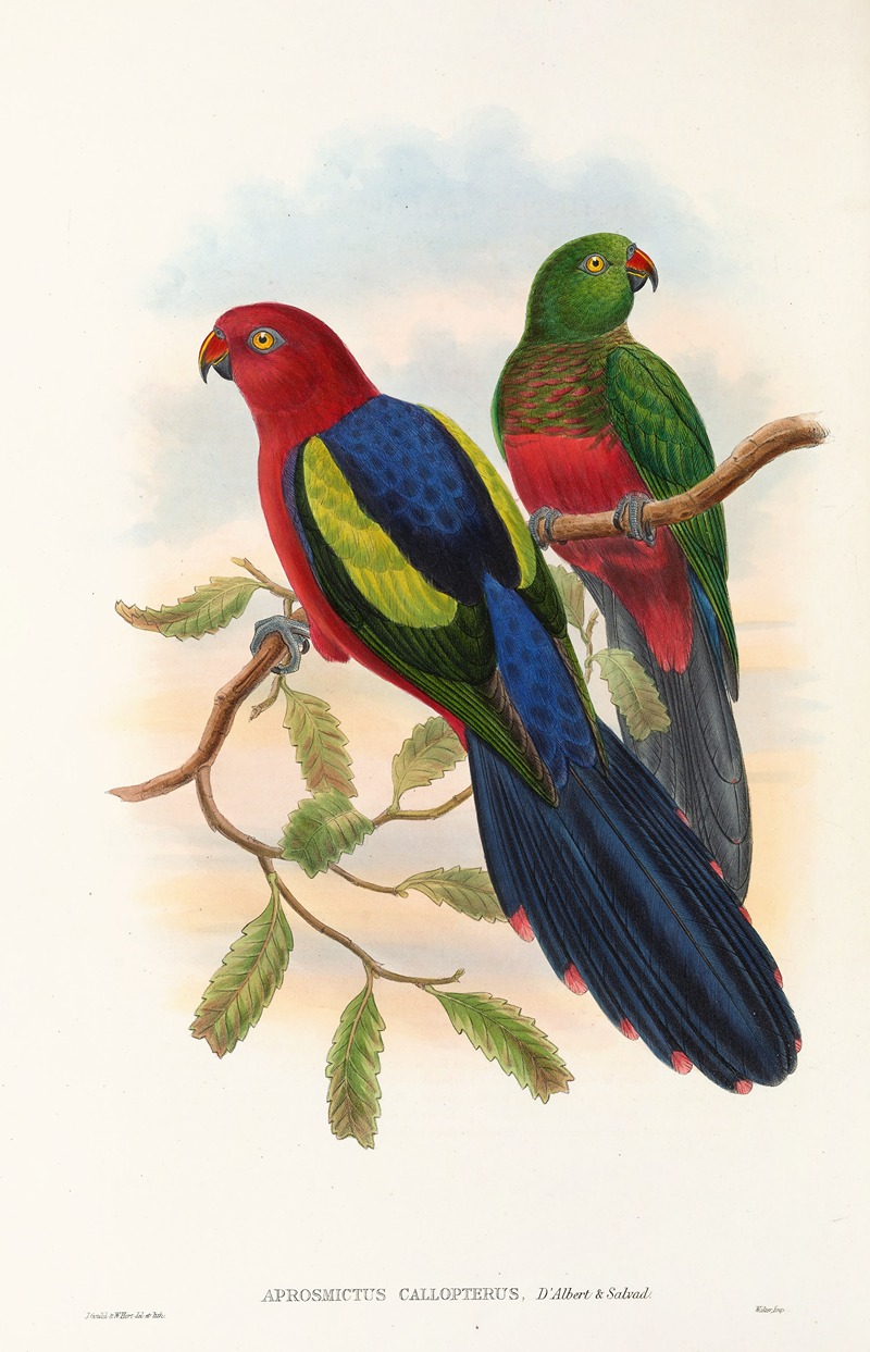 John Gould - The Birds of New Guinea and the adjacent Papuan islands Pl.09
