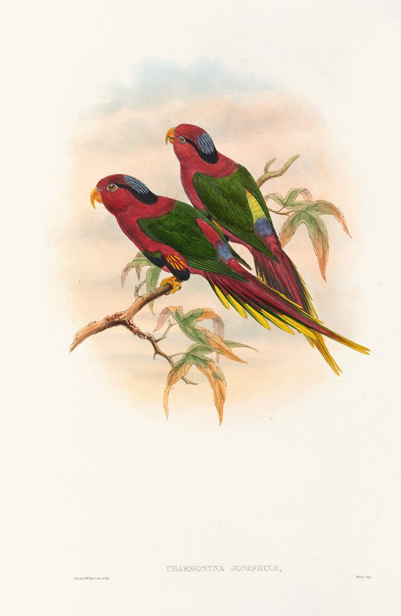 John Gould - The Birds of New Guinea and the adjacent Papuan islands Pl.12
