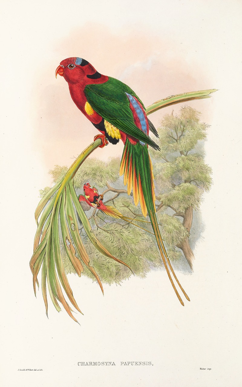 John Gould - The Birds of New Guinea and the adjacent Papuan islands Pl.14