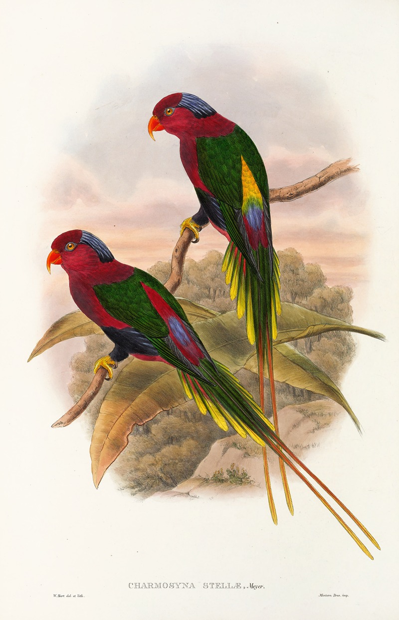 John Gould - The Birds of New Guinea and the adjacent Papuan islands Pl.15