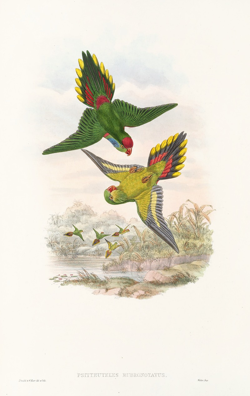 John Gould - The Birds of New Guinea and the adjacent Papuan islands Pl.16