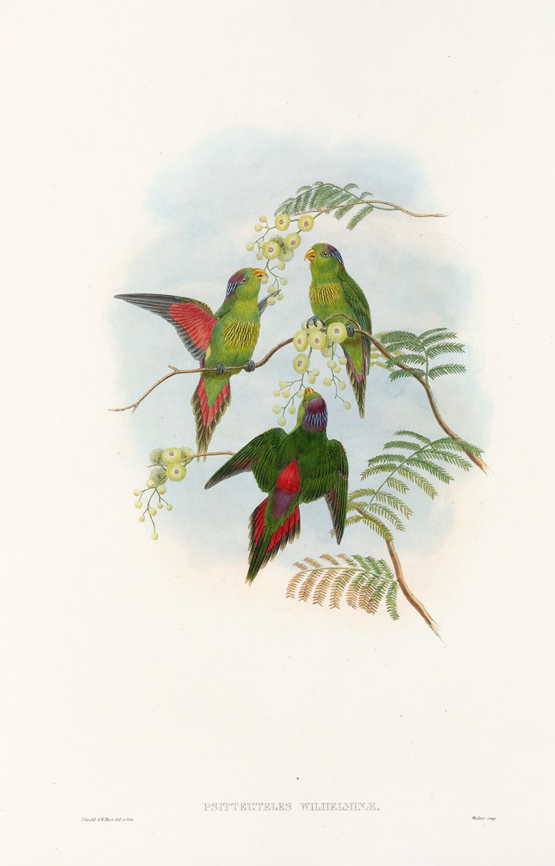 John Gould - The Birds of New Guinea and the adjacent Papuan islands Pl.19