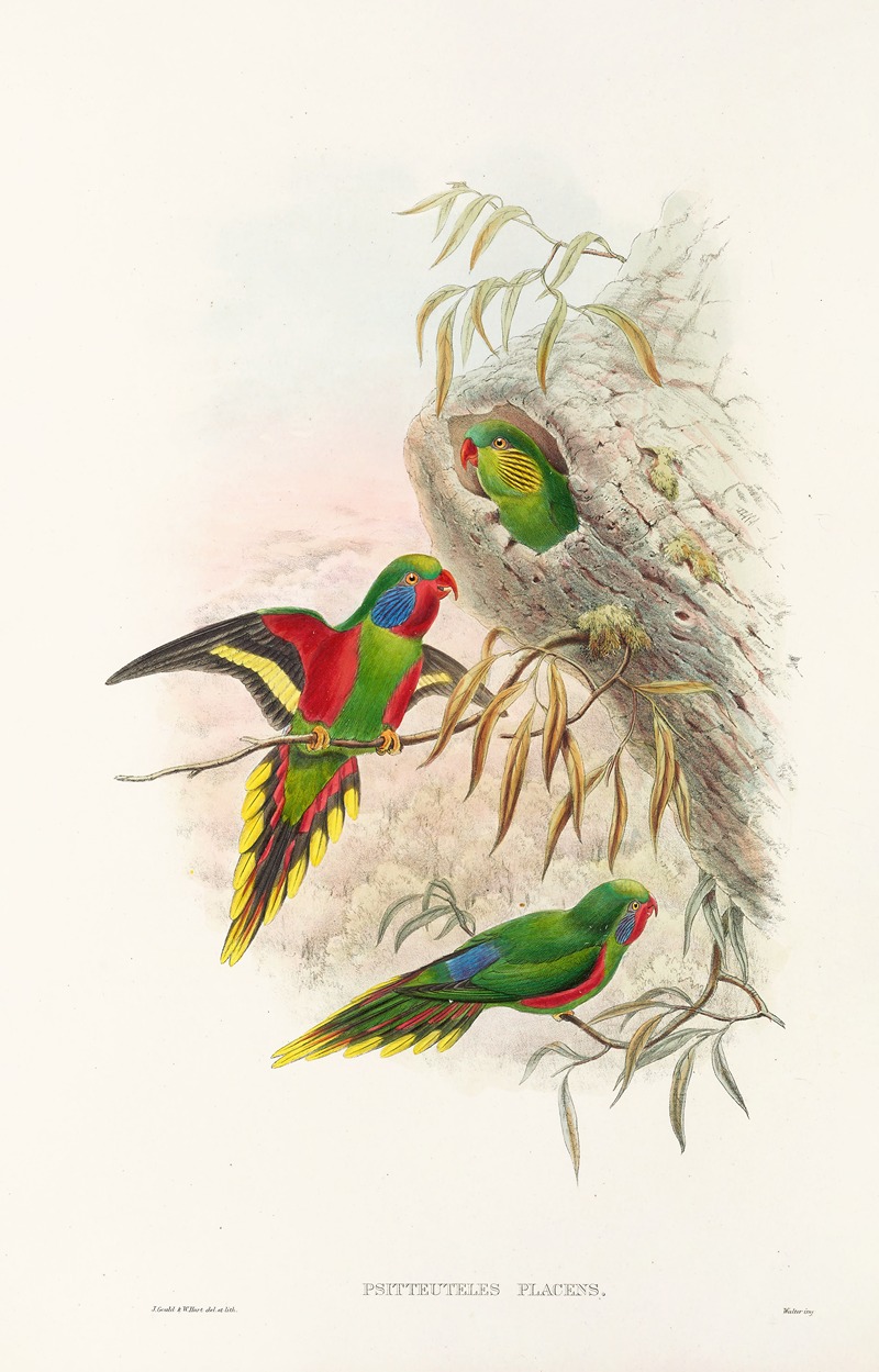 John Gould - The Birds of New Guinea and the adjacent Papuan islands Pl.20