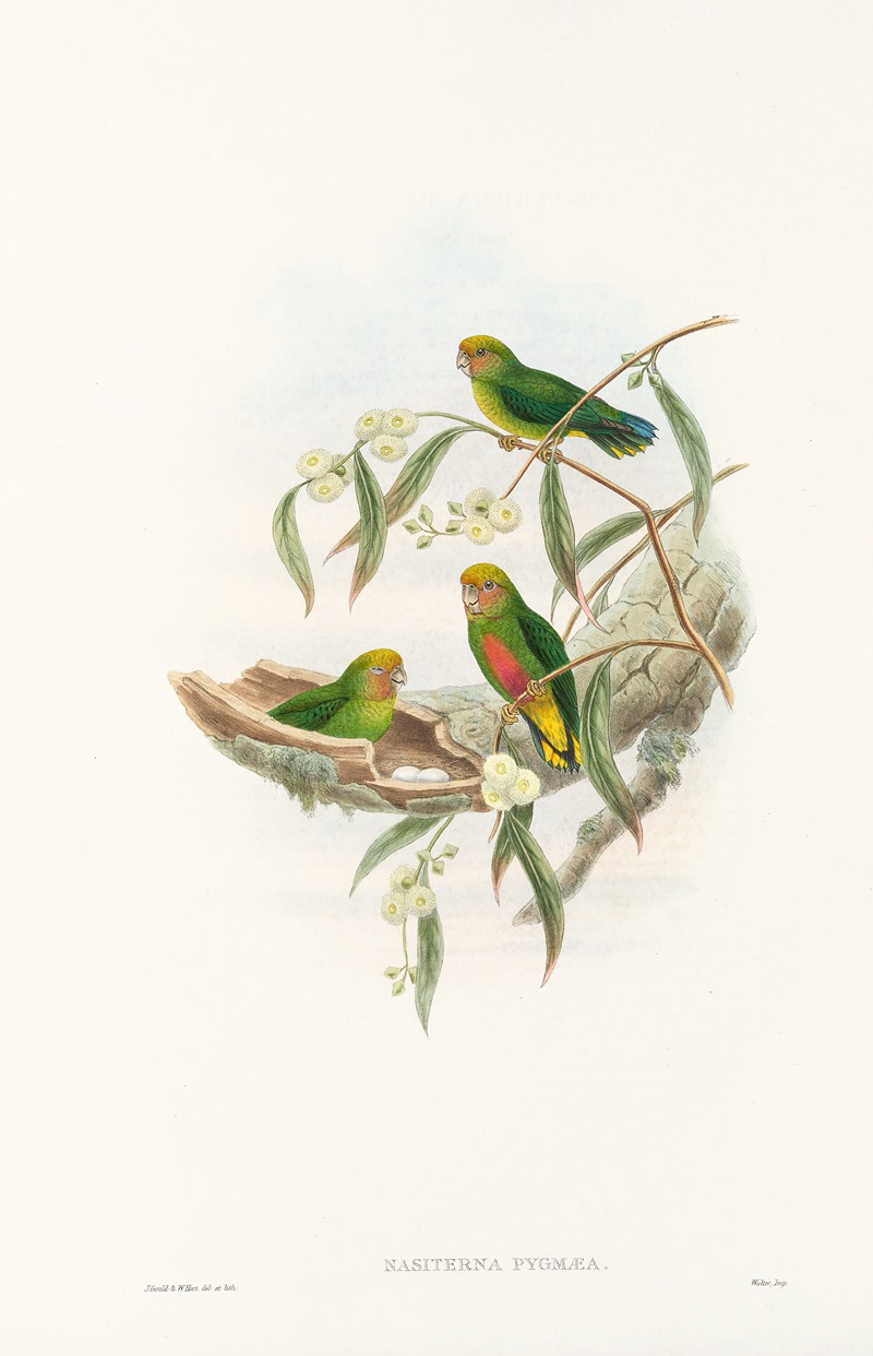 John Gould - The Birds of New Guinea and the adjacent Papuan islands Pl.21