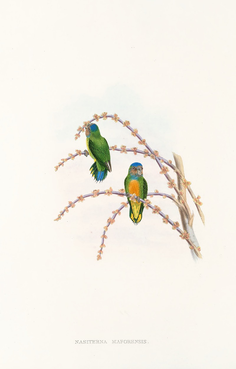 John Gould - The Birds of New Guinea and the adjacent Papuan islands Pl.22